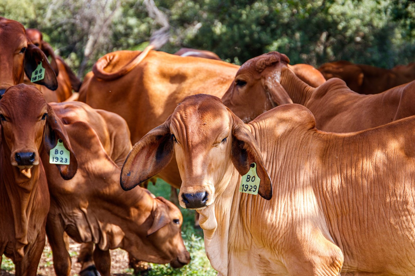 Rajeev Ranjan Prasad Leading Cow-Based Rural Economy